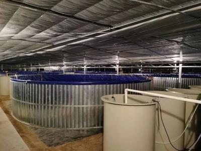 澳洲龍蝦,加州鱸魚,還有墨瑞鱈,崇明這個工廠化合作社帥呆了!