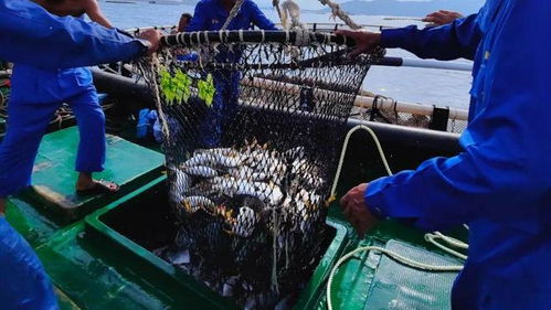 今年養啥最賺錢 deepseek和聯塑帶你揭秘水產養殖新風口
