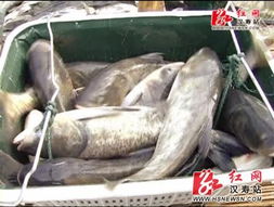 漢壽水產養殖戶的豐收之樂