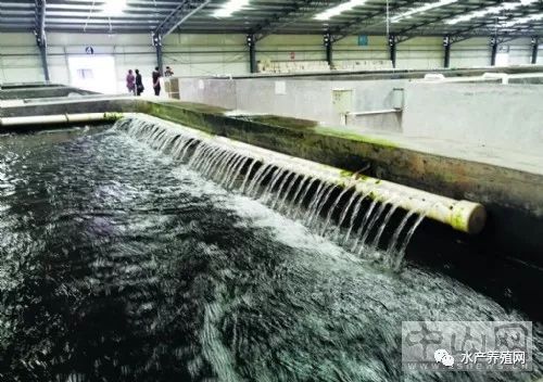 循環水養殖寶石斑每立方水體產值2000元,一個池產值30萬