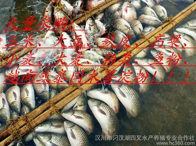 供應--水產養殖 青魚1圖片_高清圖_細節圖-漢川市汈汊湖四叉水產養殖專業合作社