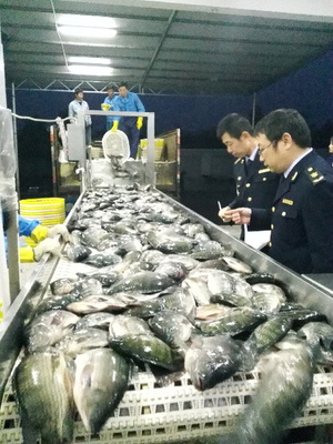 檢驗檢疫部門力促廣西北海水產品出口_水產快訊(水產出口)_中國水產養殖網