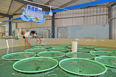 陽西縣恒生水產養殖專業合作社海水種苗養殖場 李向東攝