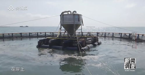 央視 新聞調查 重磅聚焦 湛江水產養殖 游 向深遠海