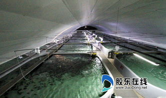 煙臺一企業(yè)南魚北養(yǎng) 成國內(nèi)唯一 夢幻之魚 苗種供應(yīng)商