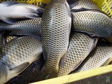 鯉魚夏花出售【北京宏順養(yǎng)殖場】_鯉魚價格_中國水產養(yǎng)殖網