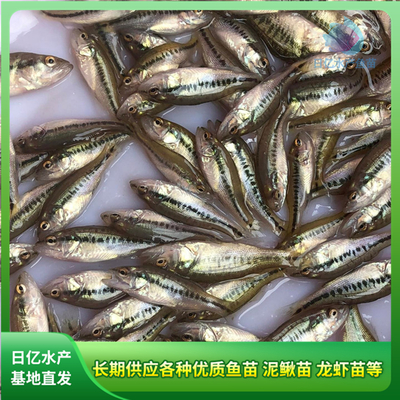 產品圖片_廣州市花都區(qū)赤坭日億水產魚苗養(yǎng)殖場