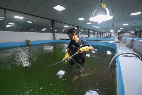 春季水產養殖 育苗忙