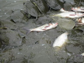 養殖中華鱉還是養魚利潤高 不如試試魚鱉混養
