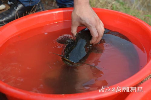 資中縣 爭創(chuàng)國家級水產(chǎn)健康養(yǎng)殖和生態(tài)養(yǎng)殖示范區(qū)