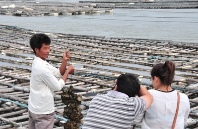 欽州大蠔養殖基地