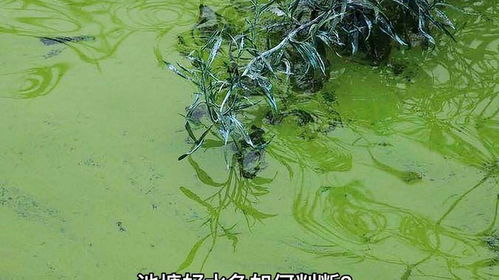 池塘好水色如何判斷 養(yǎng)殖 養(yǎng)殖技術(shù) 水產(chǎn)養(yǎng)殖技術(shù)