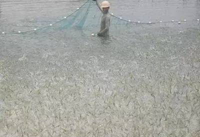水產(chǎn)養(yǎng)殖水體中各種藻類的危害和習(xí)性