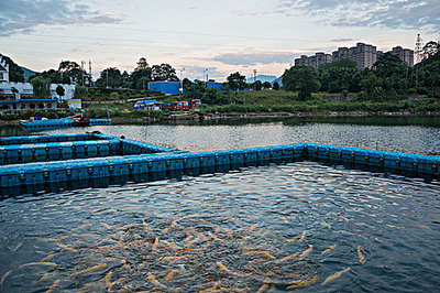 水產養殖