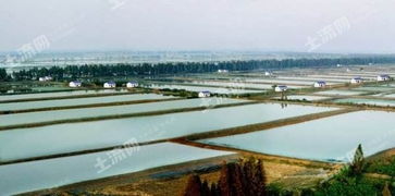 江蘇南通20000畝水產養殖用地出租