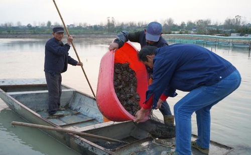 水產養殖帶動農戶增收