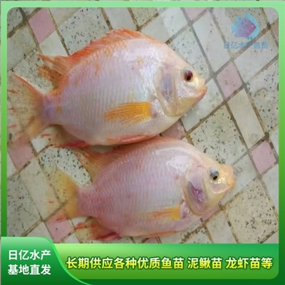 產品圖片_廣州市花都區赤坭日億水產魚苗養殖場