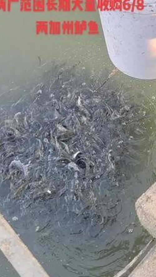 大量收購6 8兩加州鱸魚 紅盛水產養殖 水產養殖 鱸魚