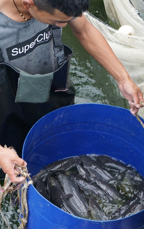 高原魚蝦 游進 尋常百姓家 珠海援藏力量填補西藏水產養殖產業化空白