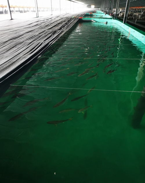 黃海水產研究所 黃條鰤工廠化循環水養殖技術示范 通過現場驗收