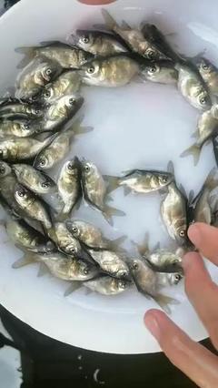 縮骨花鰱