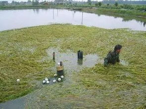 酷暑高溫季節水產養殖池塘管理技術