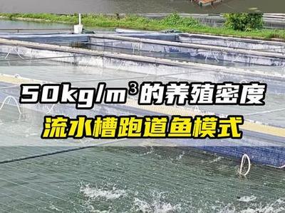 流水槽養殖