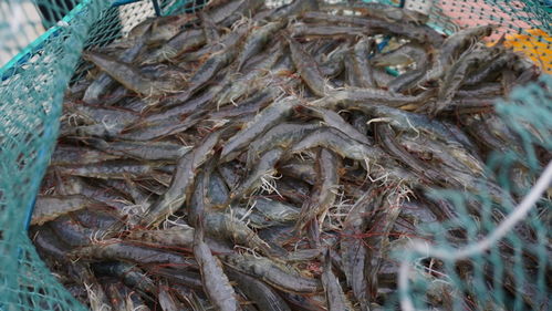 高原魚蝦 游進 尋常百姓家 珠海援藏力量填補西藏水產養殖產業化空白