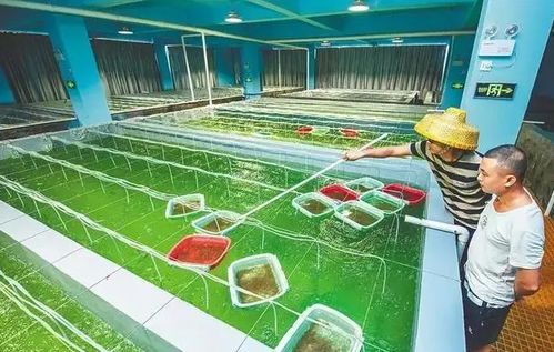 水產住進 別墅 文昌馮家灣現代化漁業產業園將打造 水產種業硅谷