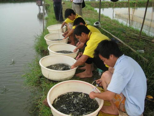 只治不防,越治越忙 水產養殖陷入無解循環怎么回事 ▏陳昌福專欄