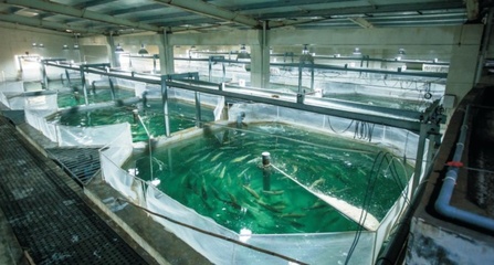 虹鱒也是三文魚?養(yǎng)殖不如野生?真相在這里