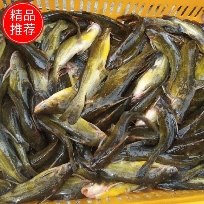 永豐水產(chǎn)養(yǎng)殖場
