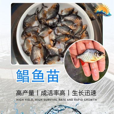 銷售淡水白鯧魚苗 港興水產淡水白鯧魚苗養殖場 紅鯧魚苗