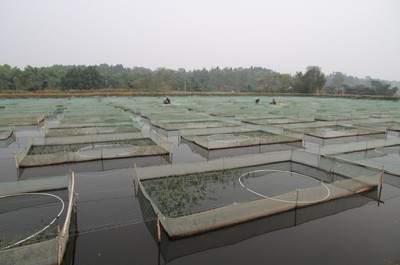 內江市東興區盛豐水產養殖場