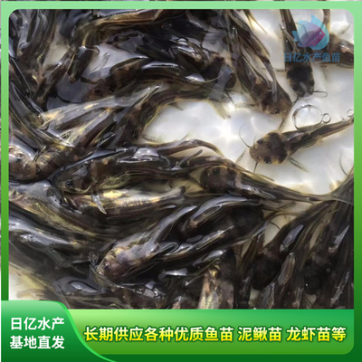 產品圖片_廣州市花都區赤坭日億水產魚苗養殖場