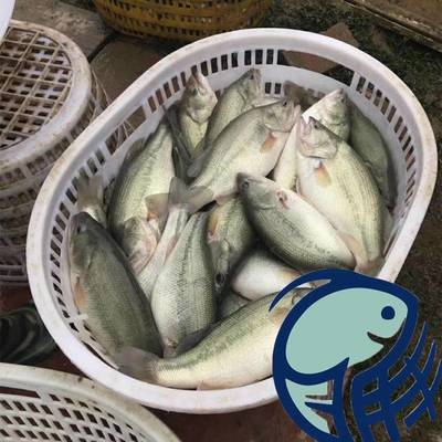 港興水產養殖場加洲鱸鱸板七星鱸鱸魚水花貴州淡水鱸魚水花苗批發價格