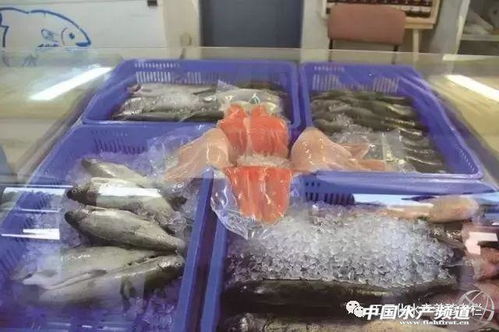 以色列工業化水產養殖一覽