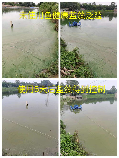 魚(yú)健康案例水產(chǎn)養(yǎng)殖池塘藍(lán)藻產(chǎn)生原因及處理辦法