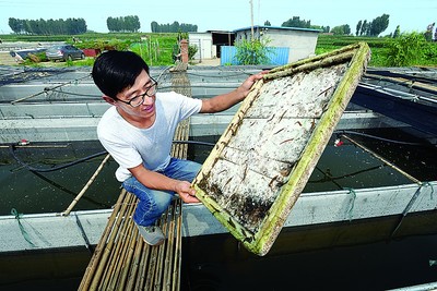 汶源水產(chǎn)養(yǎng)殖專業(yè)合作社:水蛭成致富增收“軟黃金”