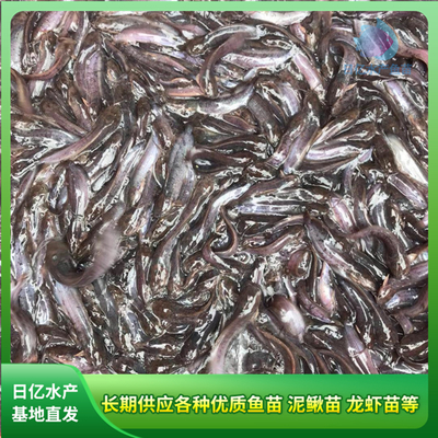 產品圖片_廣州市花都區(qū)赤坭日億水產魚苗養(yǎng)殖場