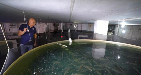 華僑回鄉(xiāng)建養(yǎng)魚工廠!用循環(huán)水養(yǎng)出兩條“黃金魚”,全年無間斷孵化、育苗!