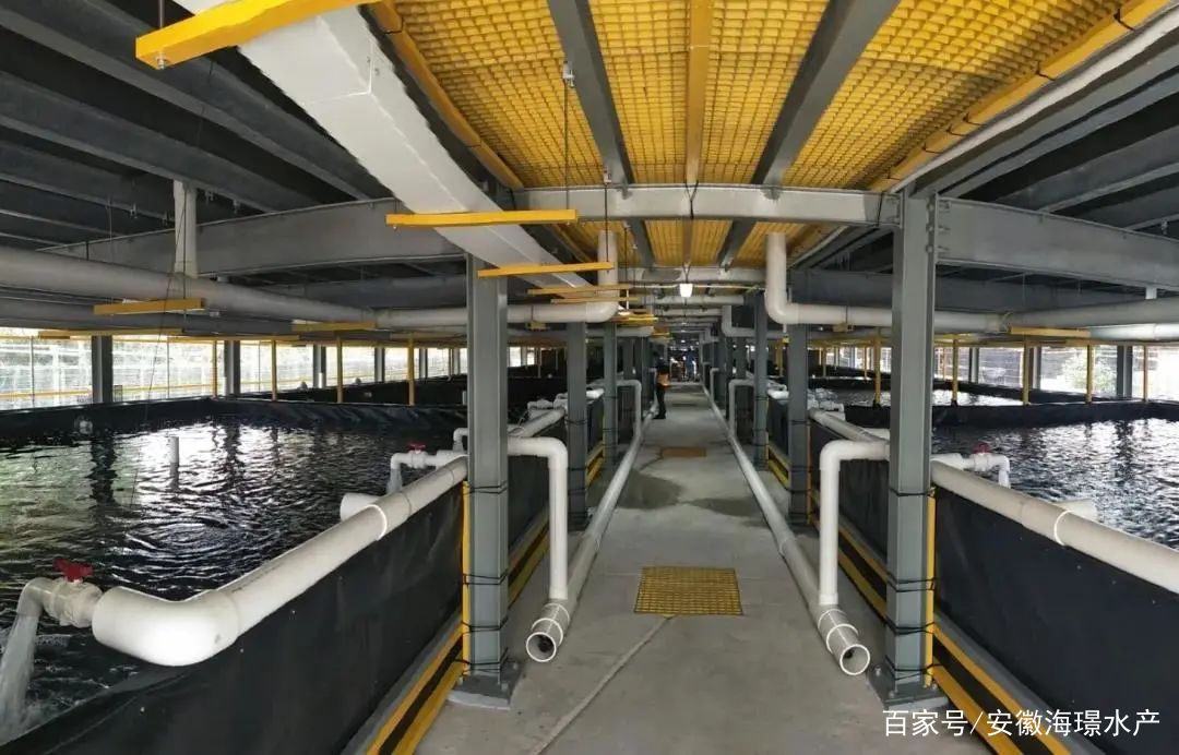 ras循環(huán)水工廠化養(yǎng)殖,能保證水產品安全嗎?