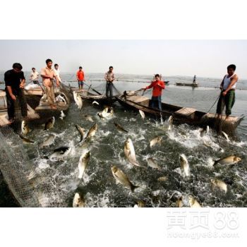水產(chǎn)養(yǎng)殖技術(shù):四要素讓水產(chǎn)養(yǎng)殖秒變高效