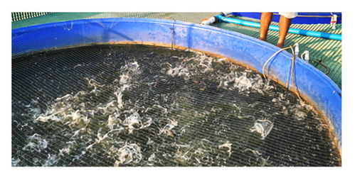 廣東大疆漁業(yè) 水產(chǎn)養(yǎng)殖水質(zhì)指標(biāo) 溶氧篇