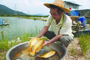 廣東中山板芙鎮(zhèn)探索高端水產(chǎn)養(yǎng)殖新路,助推農(nóng)業(yè)供給側(cè)改革