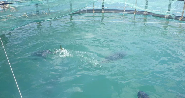水產養殖人如何看水