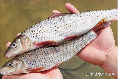 水產養殖中維c好處多多 這些好處你都清楚嗎