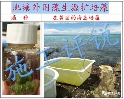水產養殖戶想自己培藻 怎么判斷培藻正常和異常
