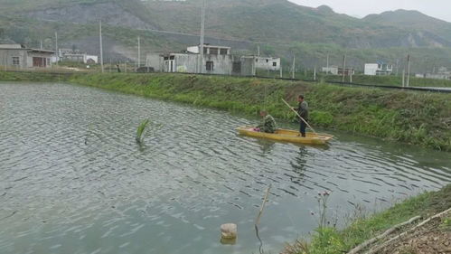 郎岱鎮水產養殖推進壩區產業蓬勃發展