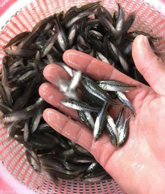 2020年*益水產(chǎn)養(yǎng)殖品種鱸魚苗 加州鱸魚苗 寶石鱸魚苗